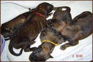 images/Hunde/M-Wurf/welpen_1.jpg