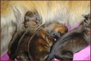 images/Hunde/M-Wurf/welpen_2.jpg