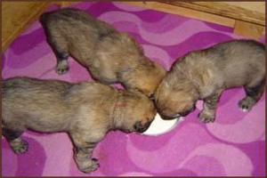 images/Hunde/M-Wurf/welpen_4.jpg