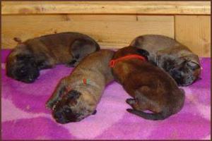 images/Hunde/N-Wurf/w_1W_2.jpg