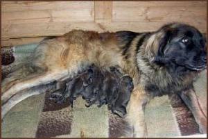 images/Hunde/N-Wurf/w_1t_1.jpg