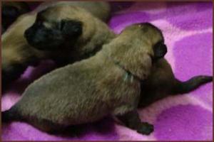 images/Hunde/N-Wurf/w_2W_2.jpg