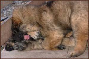 images/Hunde/O-Wurf/W_10Wo_5.jpg