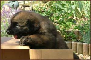 images/Hunde/O-Wurf/W_7Wo_1.jpg