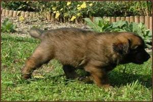 images/Hunde/O-Wurf/W_7Wo_2.jpg