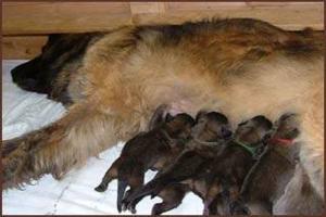 images/Hunde/P-Wurf/P_1Wo_2.jpg