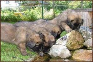 images/Hunde/P-Wurf/P_6Wo_3.jpg