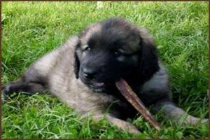 images/Hunde/P-Wurf/P_7Wo_10.jpg