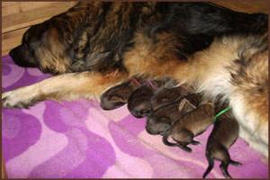 images/Hunde/Q-Wurf/Q_2Tg_1.jpg