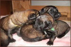 images/Hunde/Q-Wurf/Q_2Wo_1.jpg