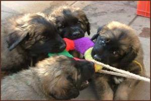 images/Hunde/Q-Wurf/Q_7Wo_7.jpg